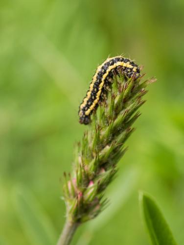 Réf. 207 251 : Heterogynis penella