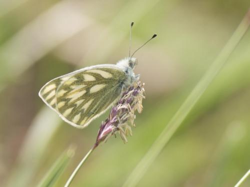 Réf. 207 343 : Pontia callidice