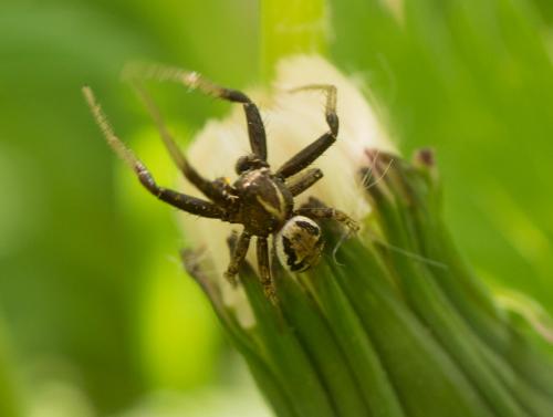 Xysticus sp.