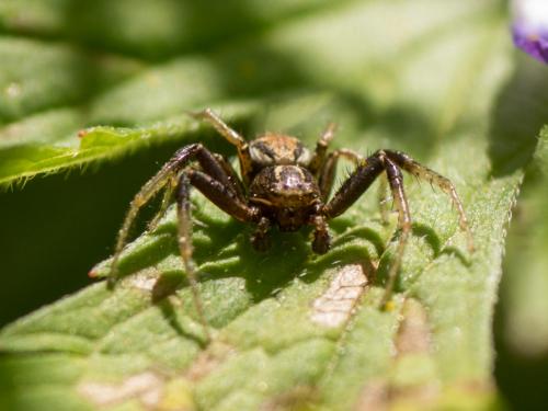 Réf. 207 347 : Xysticus sp.