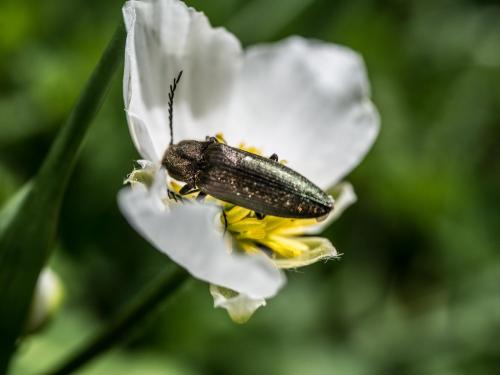 Ctenicera sp.