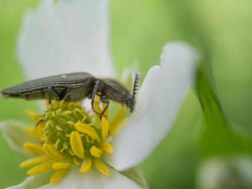 Ctenicera sp.