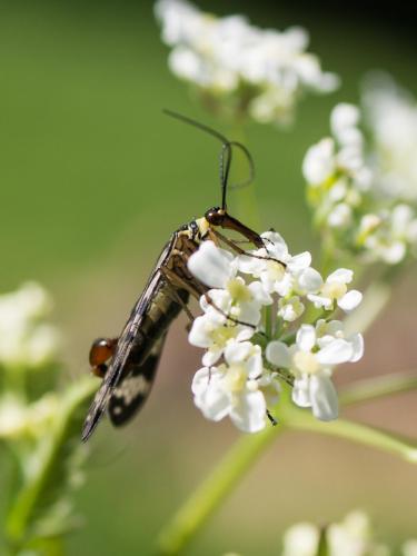 Panorpa vulgaris