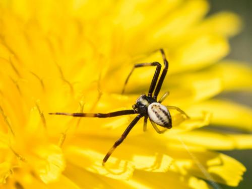 Misumena vatia