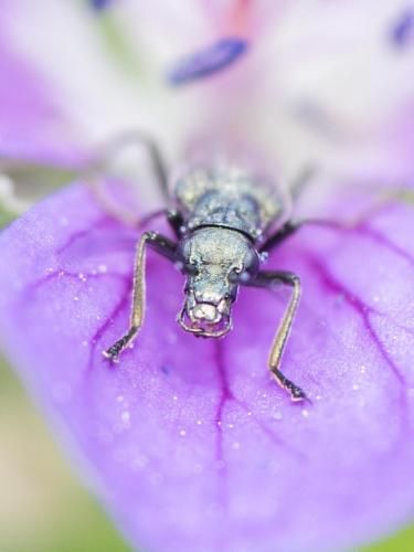 Oedemera nobilis