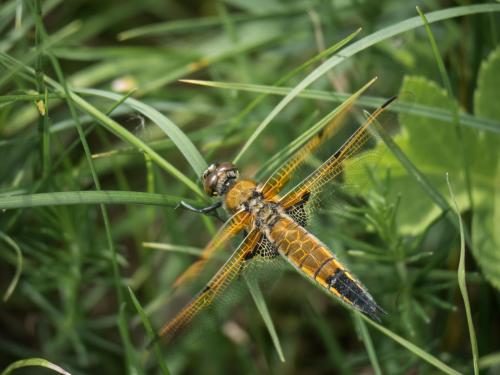 Réf. 207 594 : Libellula quadrimaculata