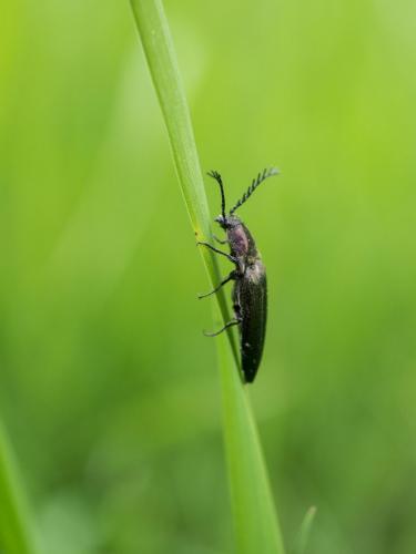Ctenicera cuprea