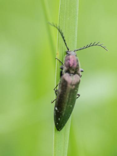 Ctenicera cuprea