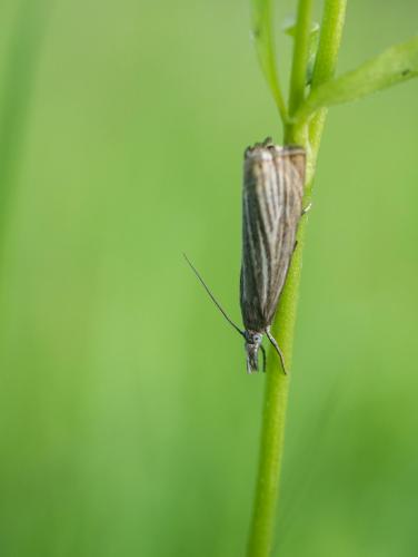 Réf. 207 867 : Chrysoteuchia culmella