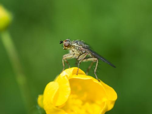 Scathophaga stercoraria