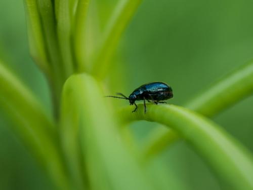 Altica sp.