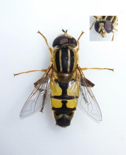 Réf. 207 274 : Helophilus trivittatus