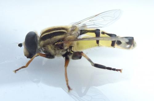 Helophilus trivittatus