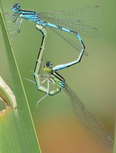 Réf. 207 576 : Coenagrion scitulum