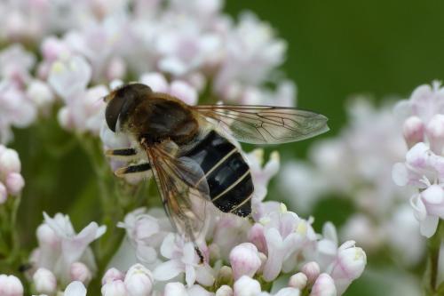 Réf. 207 258 : Eristalis nemorum