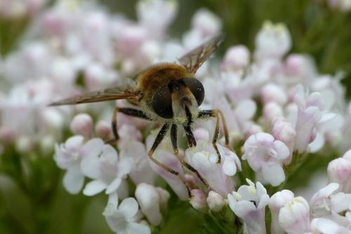 Eristalis nemorum