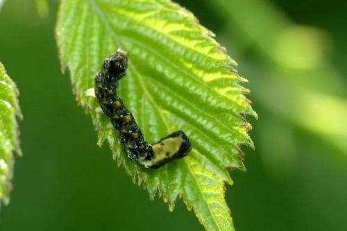 Réf. 207 239 : Thyatira batis