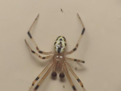 Heterotheridion nigrovariegatum