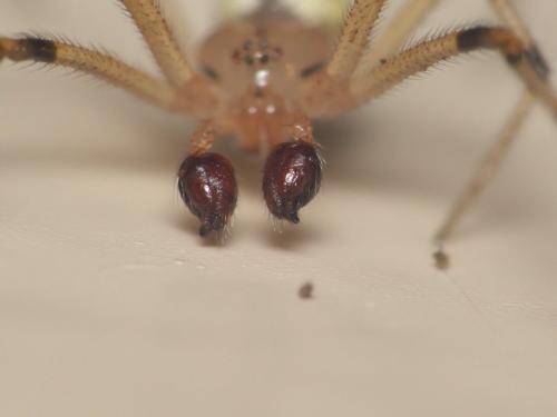 Réf. 207 097 : Heterotheridion nigrovariegatum