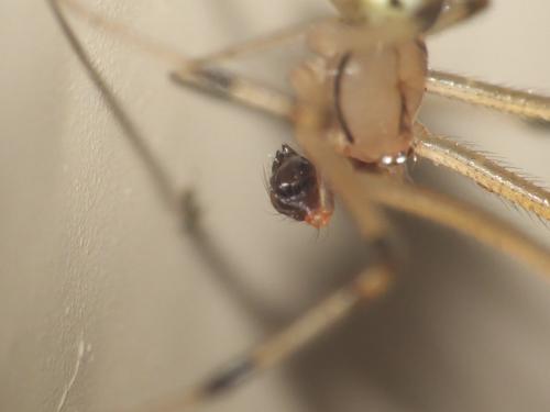 Réf. 207 098 : Heterotheridion nigrovariegatum