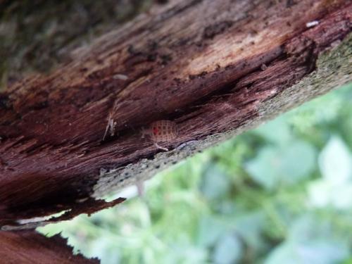 Aneurus sp.