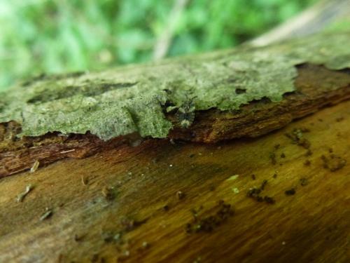 Aradus sp.