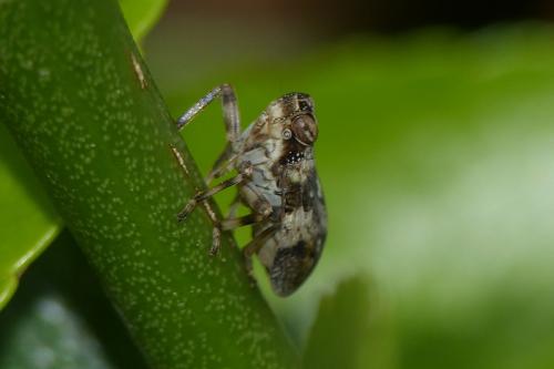 Issus coleoptratus