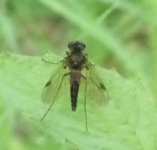 Chrysopilus cristatus
