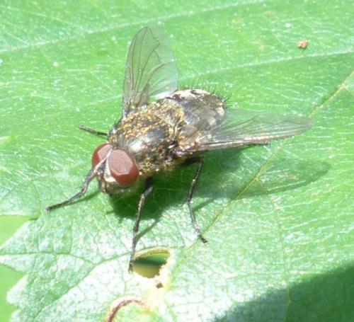 Pollenia sp.