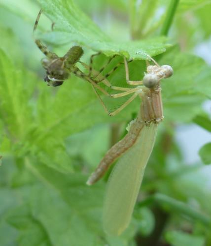 Platycnemis pennipes