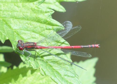 Pyrrhosoma nymphula