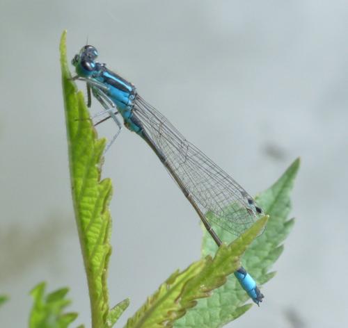 Ischnura elegans