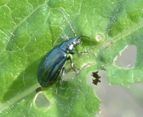 Réf. 207 112 : Altica sp.