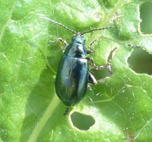Réf. 207 113 : Altica sp.