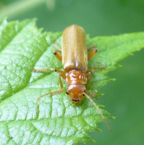 Réf. 207 308 : Cantharis sp.