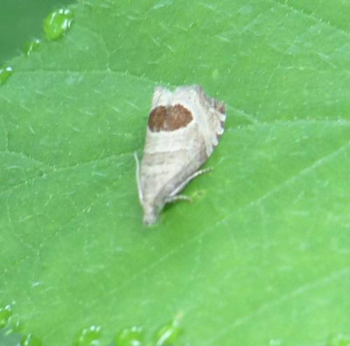 Notocelia uddmanniana