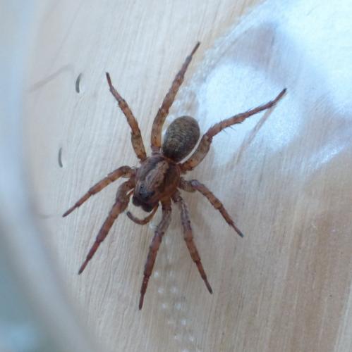Trochosa sp.