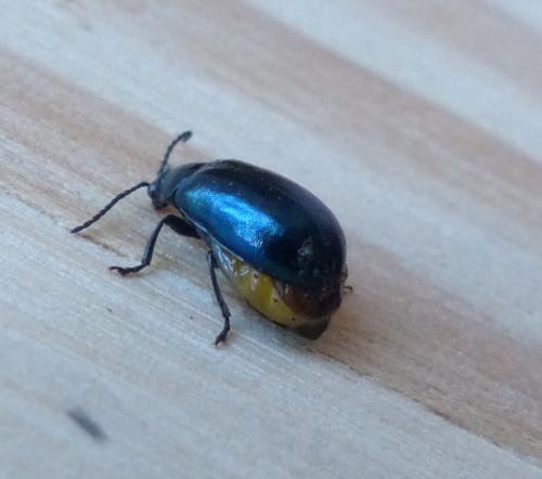Réf. 207 296 : Agelastica alni
