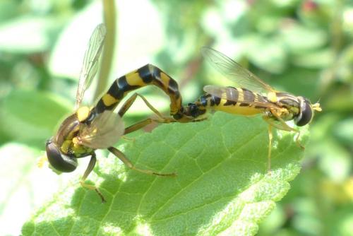 Sphaerophoria scripta