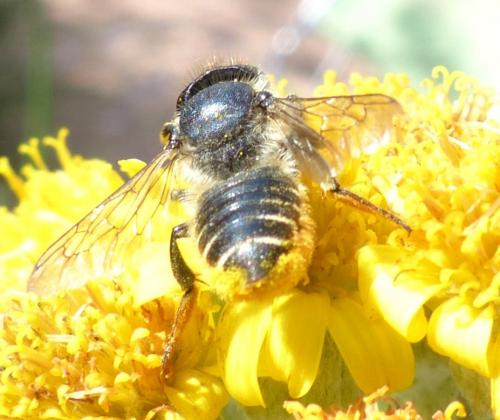 Megachile sp.