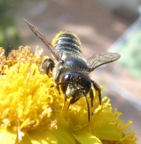 Réf. 207 237 : Megachile sp.