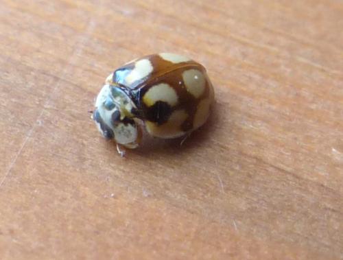 Réf. 207 265 : Adalia decempunctata