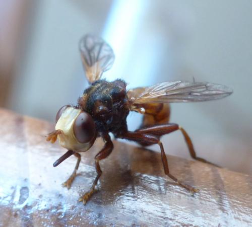 Sicus ferrugineus