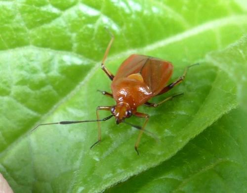 Réf. 207 273 : Deraeocoris ruber