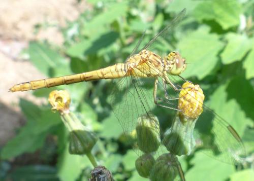 Sympetrum meridionale