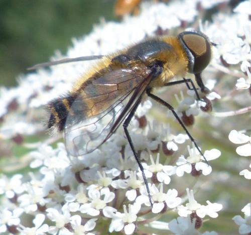 Réf. 207 388 : Villa cingulata