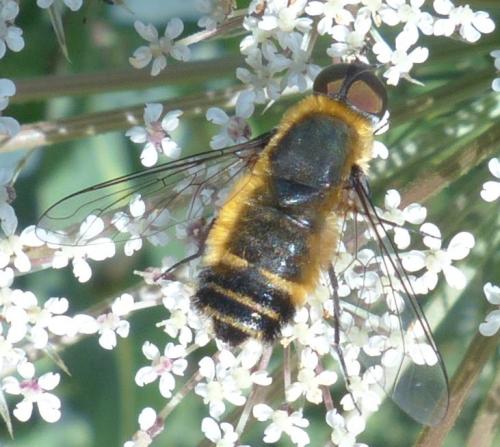 Réf. 207 375 : Villa cingulata