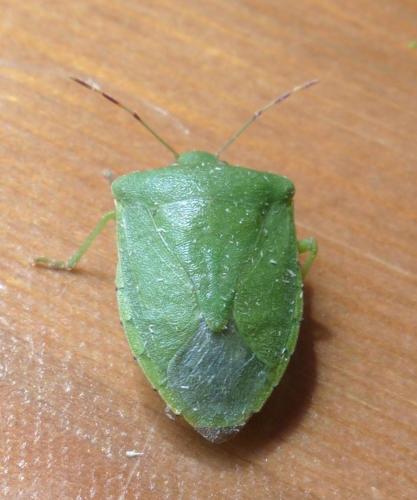 Nezara viridula