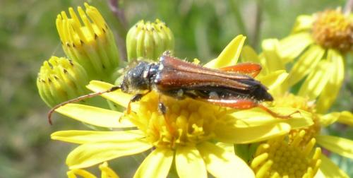 Stenopterus rufus
