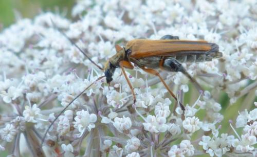 Oedemera podagrariae